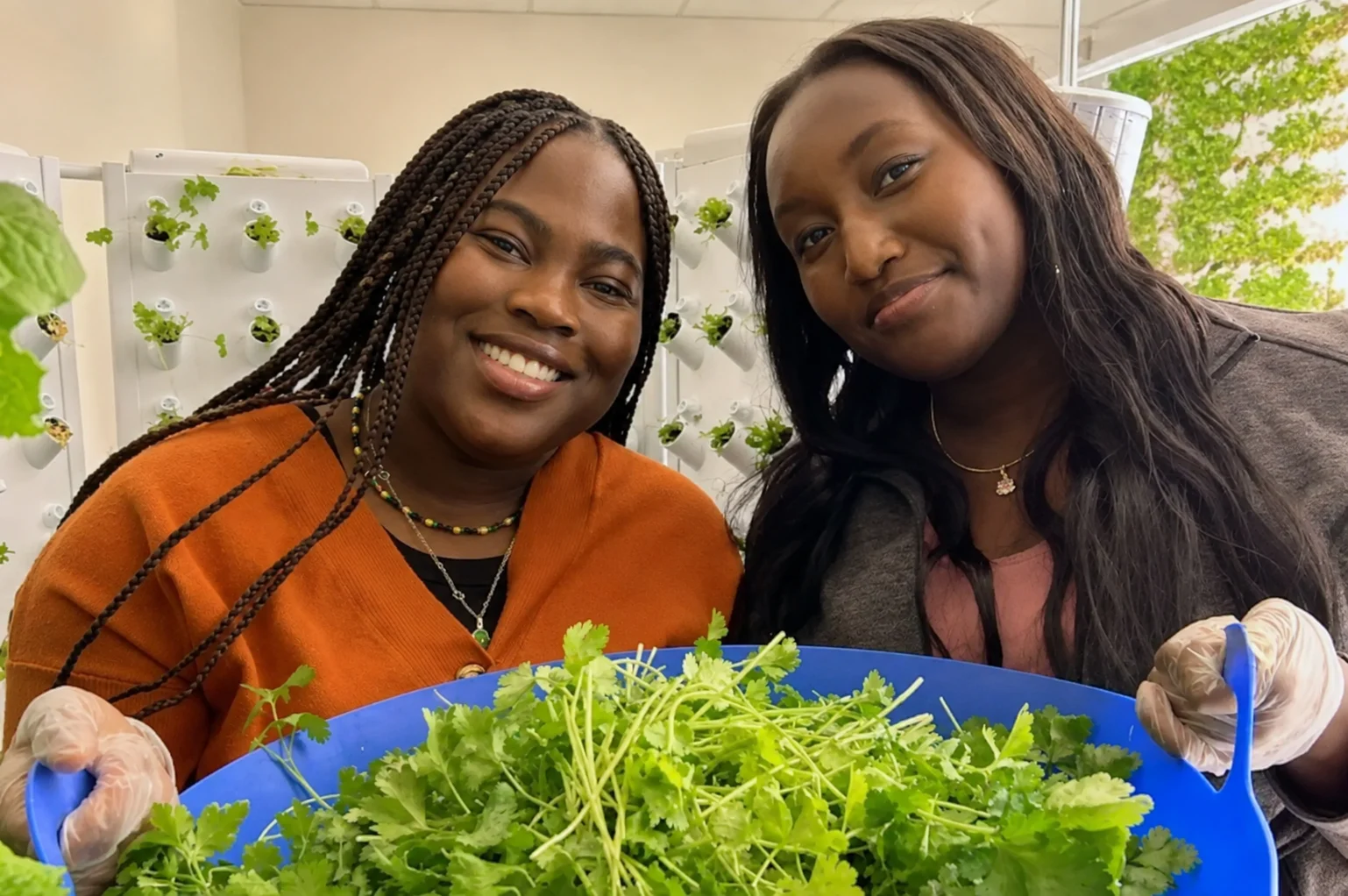 Odyssey students harvesting fresh vegetables in the on site Urban Farm and Hydroponic Lab.